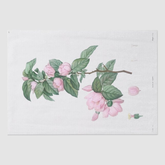 PAPIER MOUSSELINE PAPIER MOUSSELINE: J.J. ROUSSEAU : FLEURS ROSE PÂL (Recto)