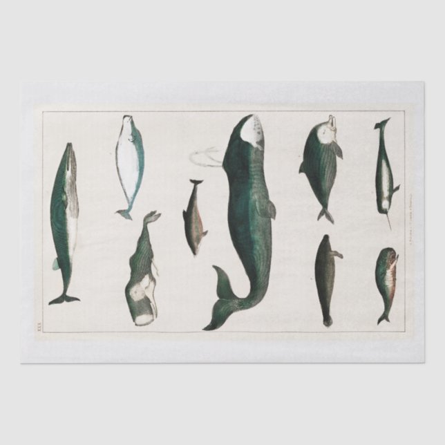 PAPIER MOUSSELINE PAPIER MOUSSELINE: OLIVER GOLDSMITH : BALEINE (Recto)