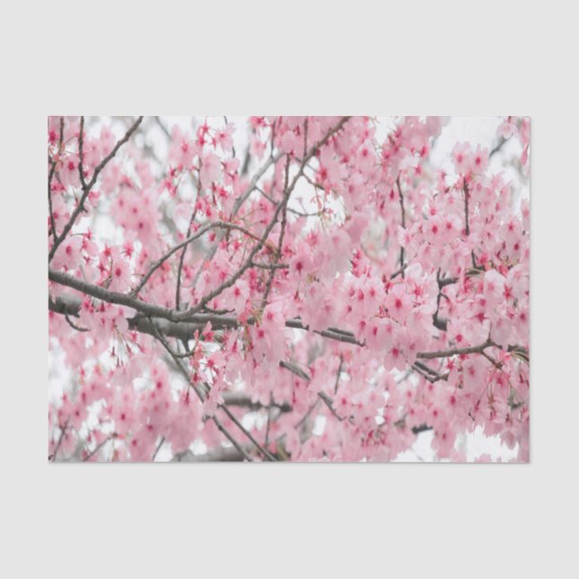 Papier Mousseline Papier papier tissu du festival Hanami Spring (Recto)