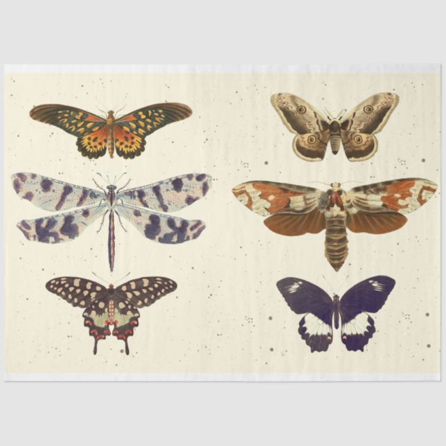Papier Mousseline Papier papillon papillon papillon découpagePapier  (Recto)