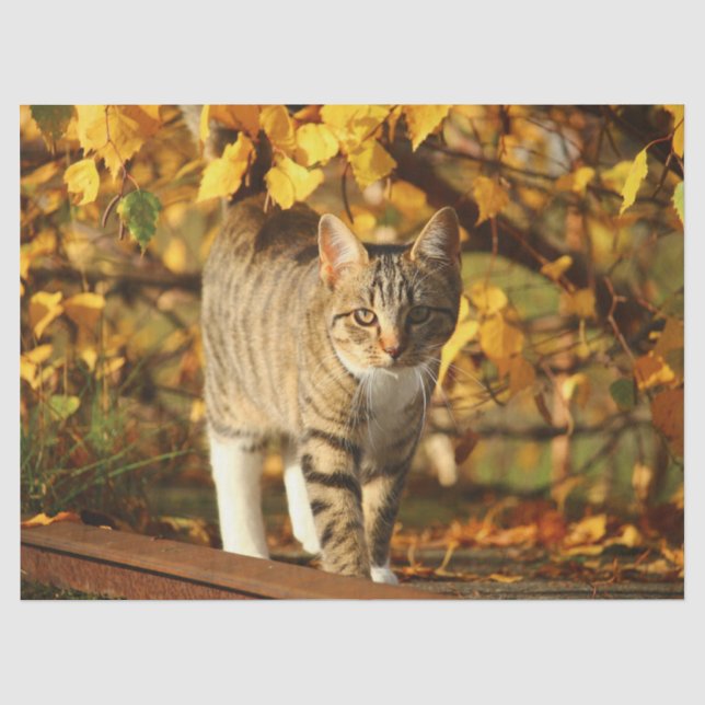 Papier Mousseline papier tissu chat automne (Recto)