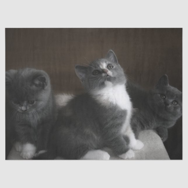 Papier Mousseline papier tissu chatte (Recto)