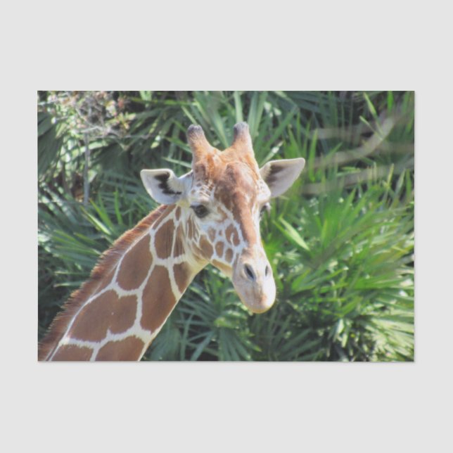 Papier Mousseline Papier Tissu Giraffe (Recto)