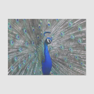 PAPIER MOUSSELINE PAPIER TISSU PHOTO PEACOCK