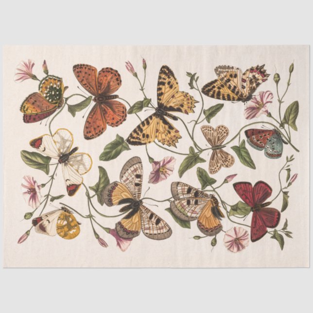Papier Mousseline Papillon et papillon de Paul Gervais (Recto)