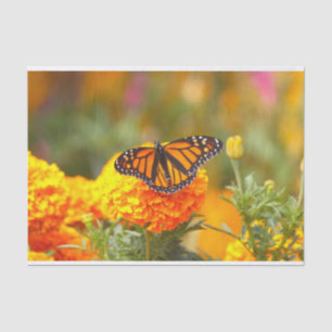 Papier Mousseline Papillon monarque Orange Marigold Photo