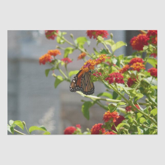 Papier Mousseline Papillon monarque sur le papillon rouge Bush (Recto)