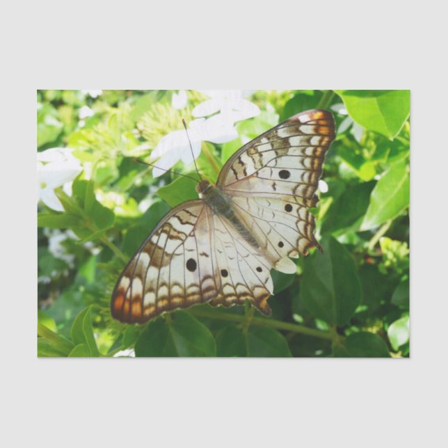 Papier Mousseline Papillon sur Jasmine Tropical Nature Photographie (Recto)