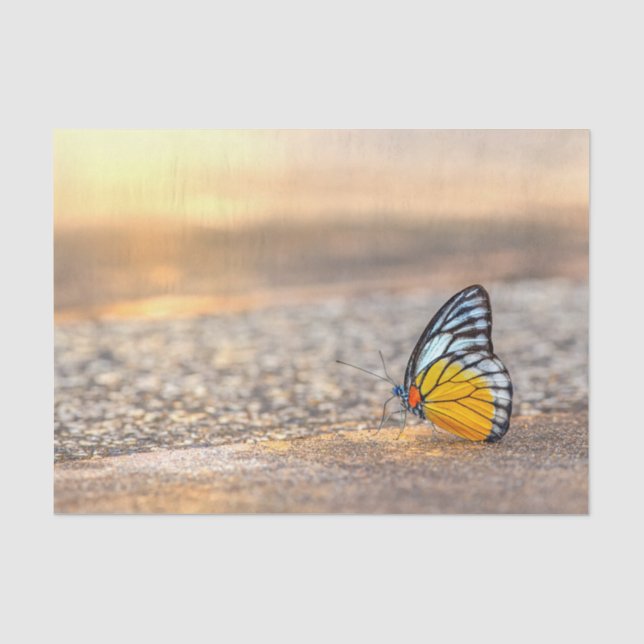 Papier Mousseline Papillon sur la plage (Recto)