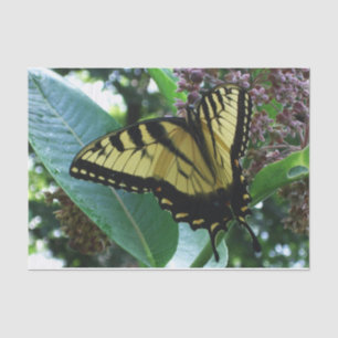 Papier Mousseline Papillon Swallowtail I sur Milkweed à Shenandoah