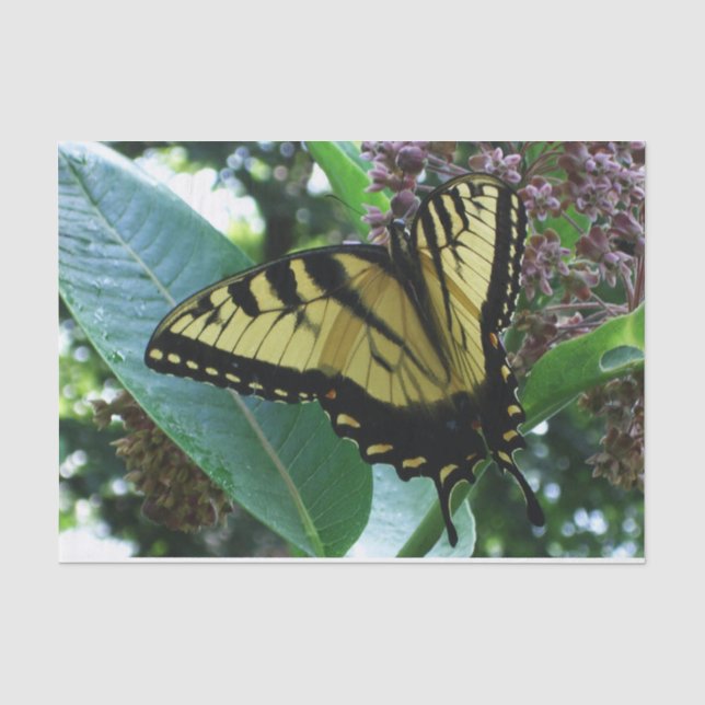 Papier Mousseline Papillon Swallowtail I sur Milkweed à Shenandoah (Recto)