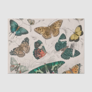 Papier Mousseline Papillons Collection Antique Papillons