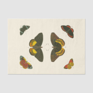 Papier Mousseline Papillons lumineux par Pieter Cramer
