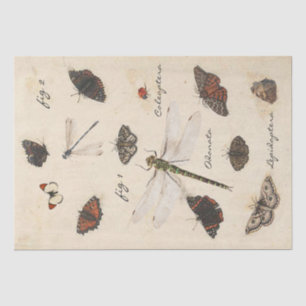 Papier Mousseline Parchemin d'insecte de la libellule papillon