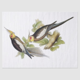 Papier Mousseline Parrot Cockatiel