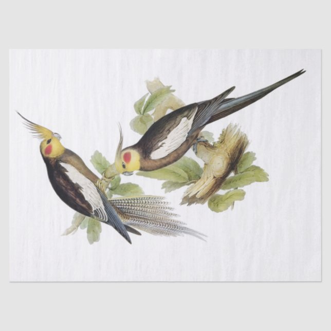 Papier Mousseline Parrot Cockatiel (Recto)