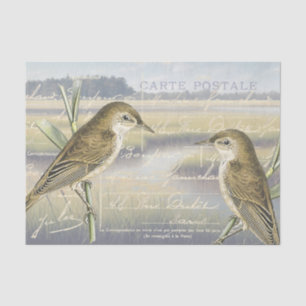 Papier Mousseline Paruline à roseaux Marais d'oiseaux Script françai
