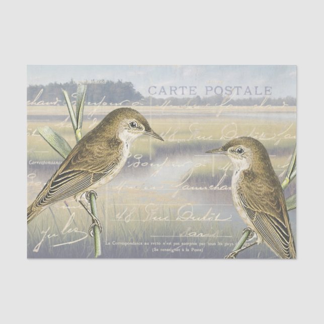 Papier Mousseline Paruline à roseaux Marais d'oiseaux Script françai (Recto)