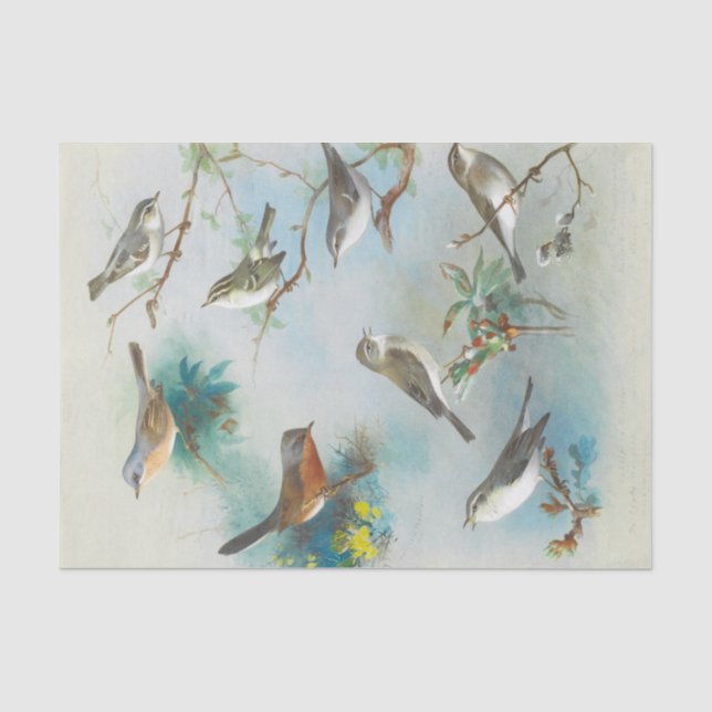 Papier Mousseline Paruline et Wrens, (Recto)