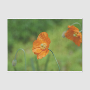 Papier Mousseline Pavot de Californie orange