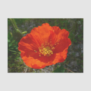 Papier Mousseline Pavot rouge de l'Alaska Fleur colorée