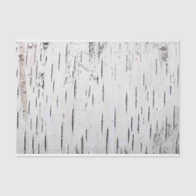 Papier Mousseline Pays Barre rustique de bouleau (Recto)