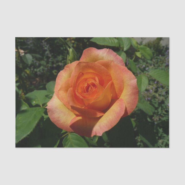 Papier Mousseline Peach Rose Orange Floral Photographie (Recto)