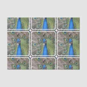 Papier Mousseline peacock-3.jpg