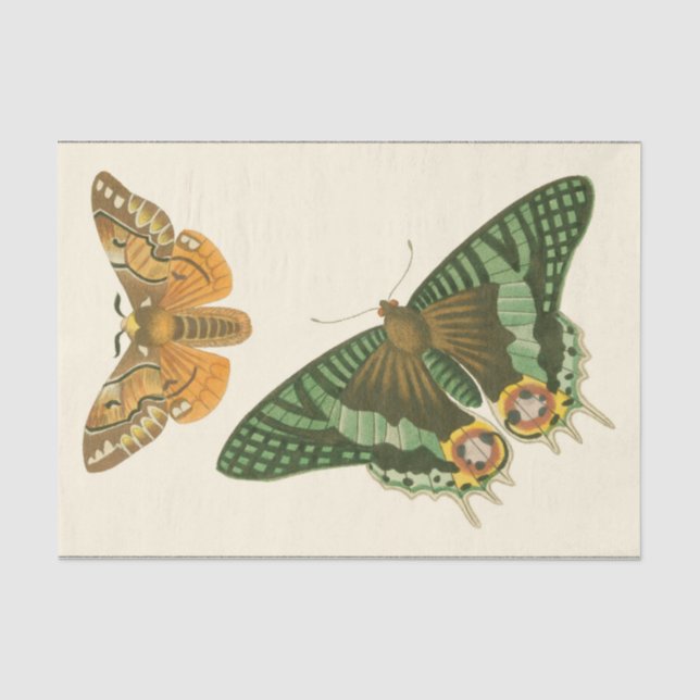 Papier Mousseline Peinture à papillon légèrement frontière (Recto)