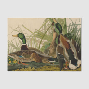 Papier Mousseline Peinture d'oiseaux de Mallard Duck Audubon