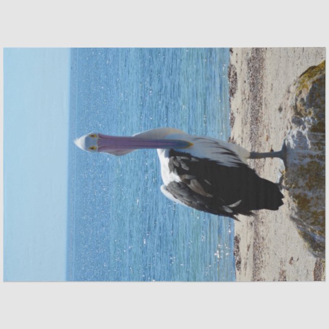 Papier Mousseline Pelican Avec Le "Look", (Recto)