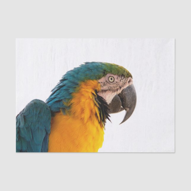 Papier Mousseline Perroquet (Recto)