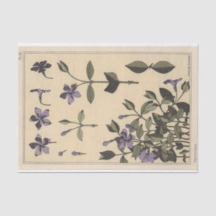 Papier Mousseline Pervenche, série de botanique d'Eugène Grasset