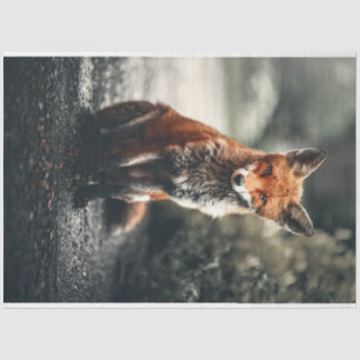 Papier Mousseline Petit renard