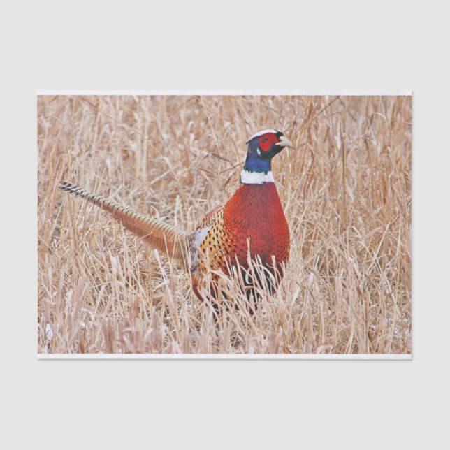 Papier Mousseline Pheasant à cou cerf (Recto)