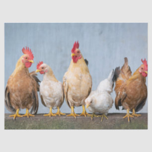 Papier Mousseline Photo amusante de poulets et coqs sur le mur