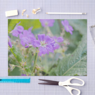 Papier Mousseline Photo botanique de géranium sauvage violet clair