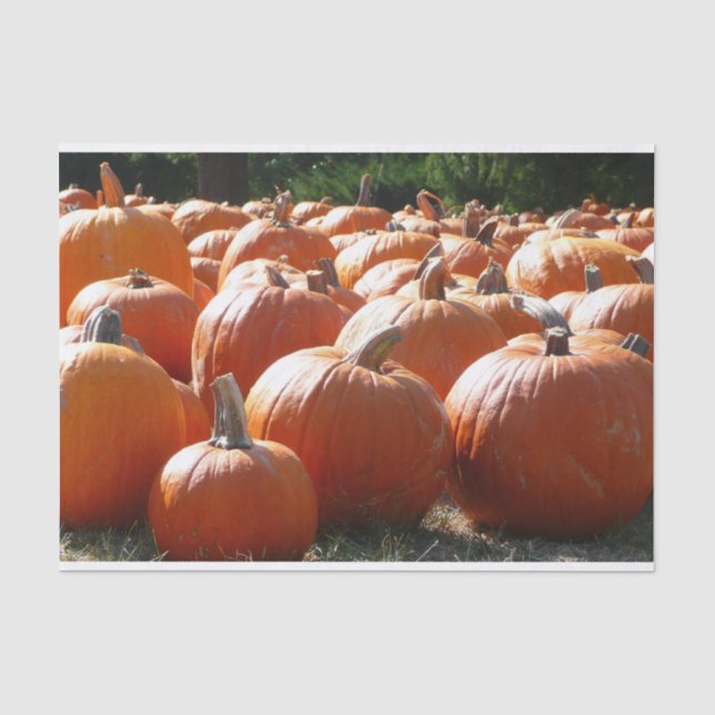 Papier Mousseline Photo citrouille pour automne, Halloween ou Thanks (Recto)