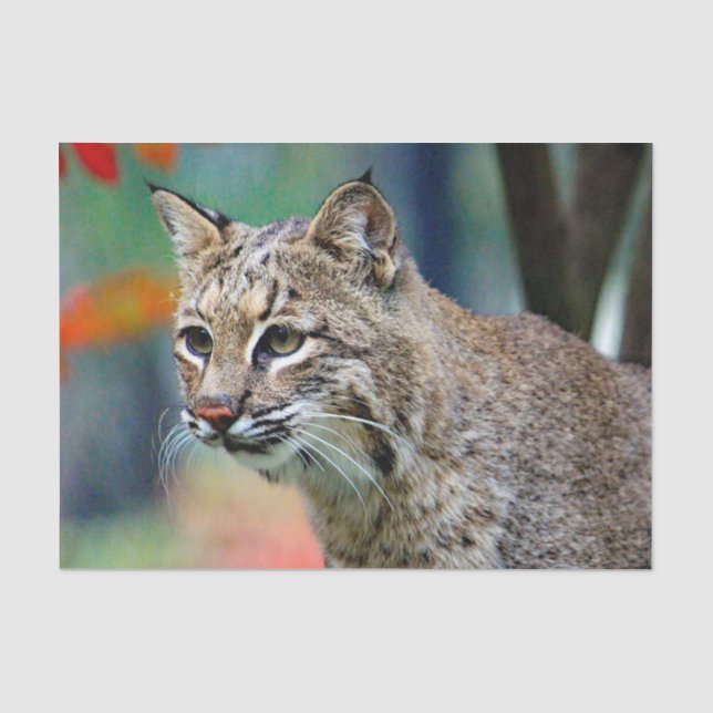 Papier Mousseline Photo de Bobcat Wildlife (Recto)