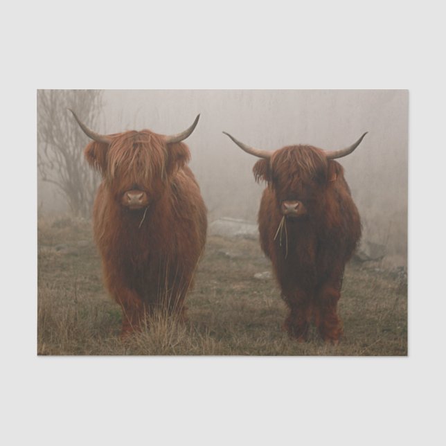 Papier Mousseline Photo de brouillard de bovins Highland (Recto)