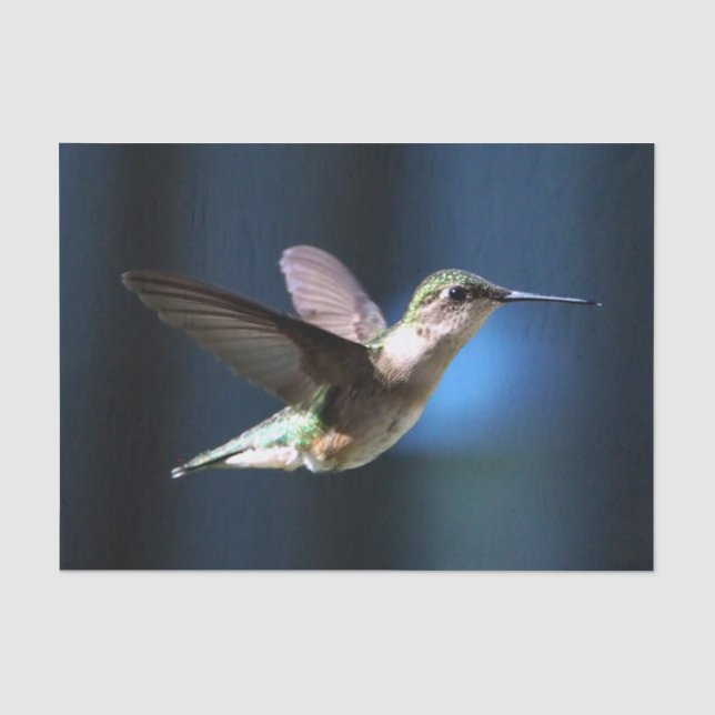 Papier Mousseline Photo de colibri sauvage (Recto)