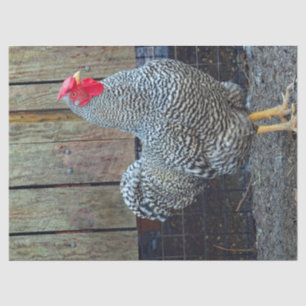 Papier Mousseline Photo de coq noir et blanc de poulet