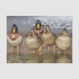 Papier Mousseline Photo de la faune de Mallard Ducks