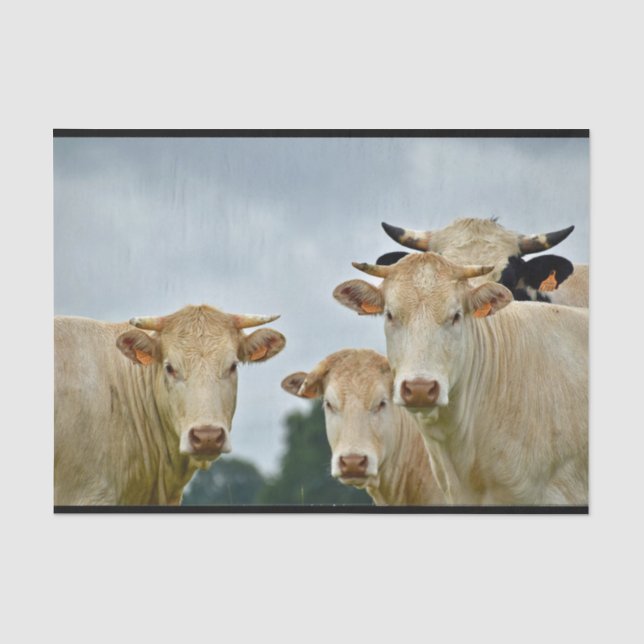 Papier Mousseline Photo de la ferme Tan Cows (Recto)