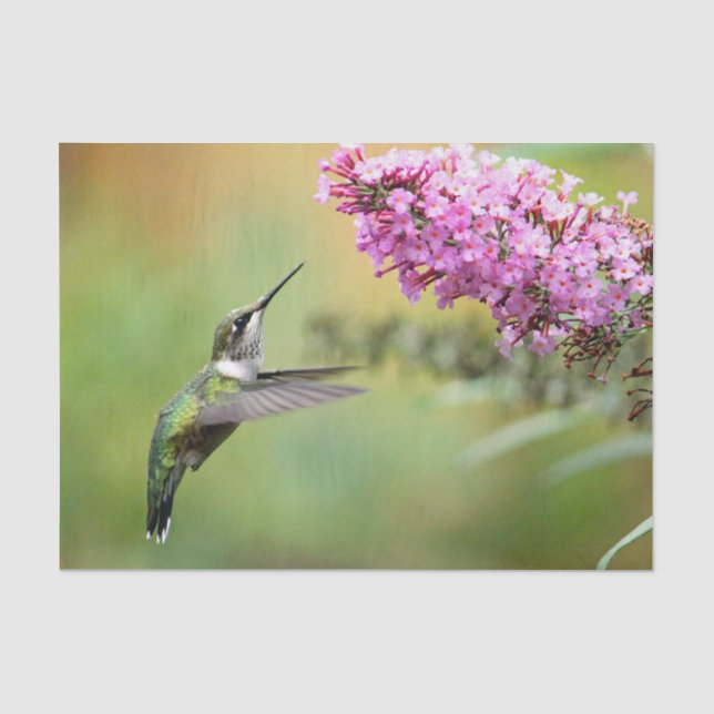Papier Mousseline Photo de la flore des colibris (Recto)