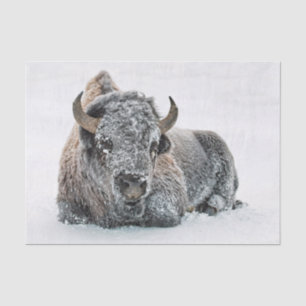 Papier Mousseline Photo de la neige de Buffalo