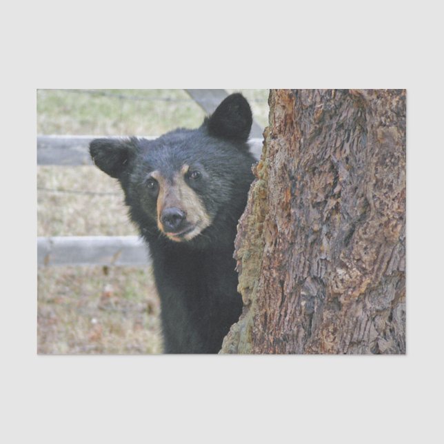 Papier Mousseline Photo de l'ours noir (Recto)