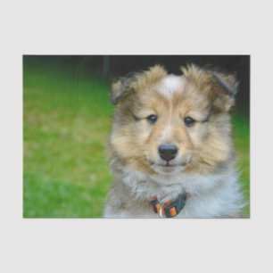 Papier Mousseline Photo du chien de mouton de Cute Shetland