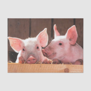 Papier Mousseline Photo d'un animal de porcelets roses mignons
