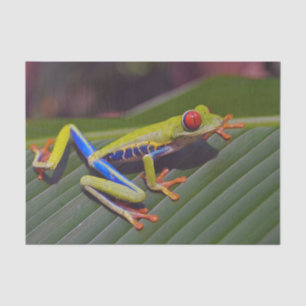 Papier Mousseline Photo Frog Red Eye